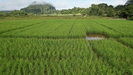 Kuching, Malaysia - July 4 2024: Aerial View of The Skuduk Paddy Field