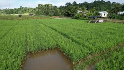 Kuching, Malaysia - July 4 2024: Aerial View of The Skuduk Paddy Field