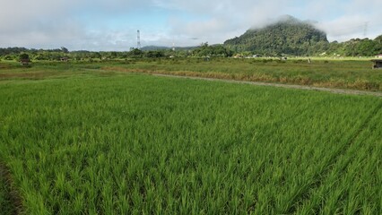 Kuching, Malaysia - July 4 2024: Aerial View of The Skuduk Paddy Field
