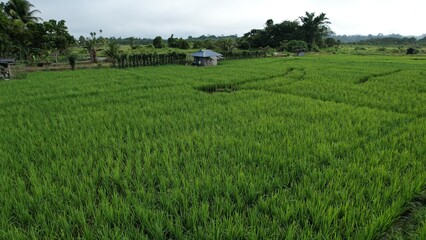 Kuching, Malaysia - July 4 2024: Aerial View of The Skuduk Paddy Field