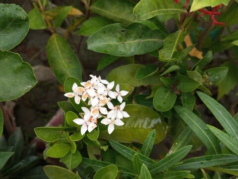 Ixora Mini Dwarf, Dwarf Ixora, Jungle Geranium, Flame of the Woods, Jungle Flame, West Indian jasmine, rangan, kheme, ponna, chann tanea, techi, pan, santan, jarum-jarum