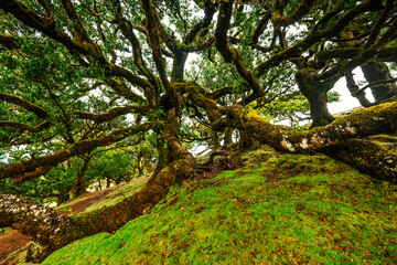 Obraz premium Fanal Forest. Misty forest in Fanal. Old laurel tree in laurel tree forest in madeira in Portugal