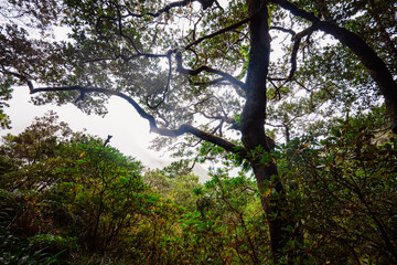 Magical misty green forest with waterfalls in Levada do Norte, Madeira island, Portugal. PR17 Pinaculo e Folhadal