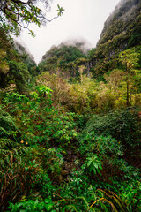 Magical misty green forest with waterfalls inLevada do Norte, Madeira island, Portugal. PR17 Pinaculo e Folhadal