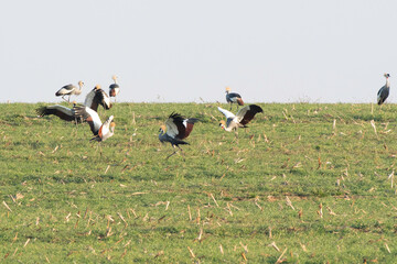 Gray-crowned Cranes dancing
