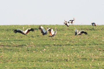 Gray-crowned Cranes dancing