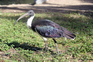 Fototapeta premium Straw-necked ibis bird standing on green grass