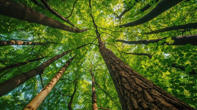 Towering trees in lush woodland