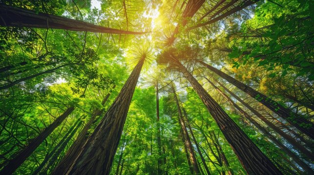 Towering trees in lush woodland
