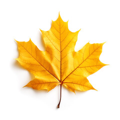 Obraz premium autumn maple leaf isolated on white