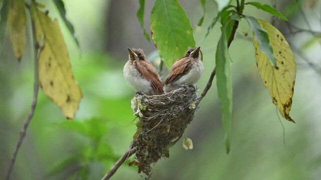 Chick of Indian paradise flycatcher taking first Flight from nest