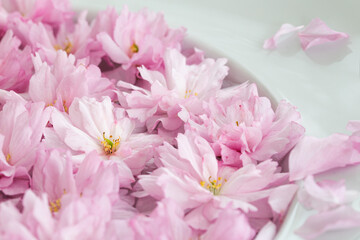 Zarte rosa Blüten einer Zierkirsche in einer weißen Wasserschale