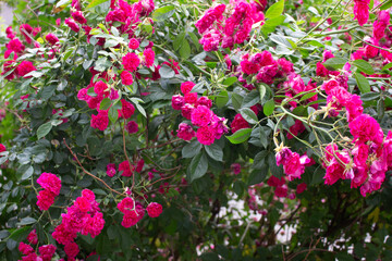 Fototapeta premium vivid pink rose 04