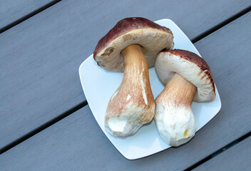 Plato de Boletus frescos y limpios listos para ser cocinados. Dos grandes ejemplares de Boletus pinophilus, boletus pinícola, boleto de pino o bolete rey de pino.