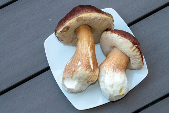 Plato de Boletus frescos y limpios listos para ser cocinados. Dos grandes ejemplares de Boletus pinophilus, boletus pin&iacute;cola, boleto de pino o bolete rey de pino.