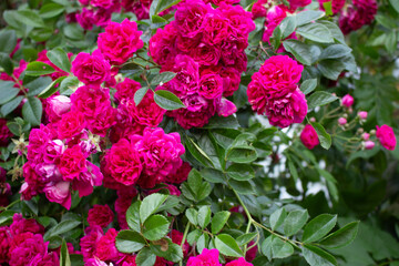 Fototapeta premium vivid pink rose 09