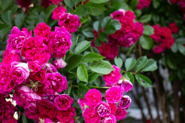vivid pink rose 08