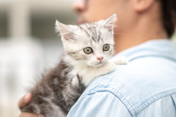 Adorable cat perched on owner's shoulder, Cute young silver tabby Scottish Fold cat