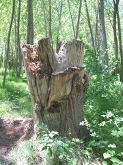 Fototapeta premium Troinco de arbol cortado
