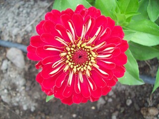 Flor bonita roja © JuanCarlos