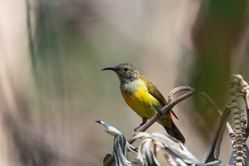 The fire-tailed sunbird (Aethopyga ignicauda) is a captivating species found primarily in the Himalayas.