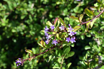 Leaves and flowers of puzzle bush (Ehretia rigida)