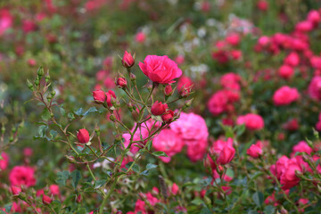 Red roses (Rosa sp) grown in a garden