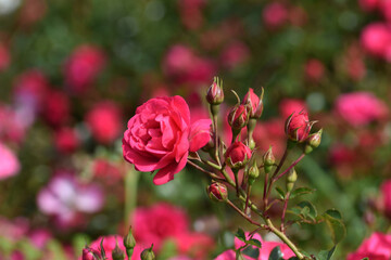 Red roses (Rosa sp) grown in a garden