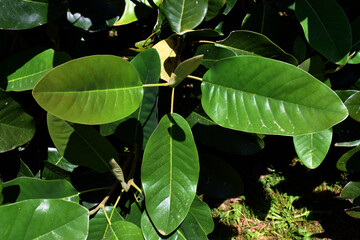 Detail of the leaves of Delavay's magnolia (Magnolia delavayi)