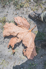 A huge dry leaf from a plant lies on the road, a red leaf