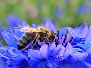 bee on a flower