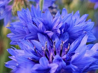 close up of blue flower