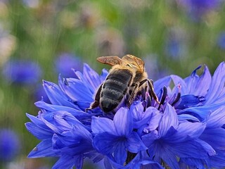 bee on a flower