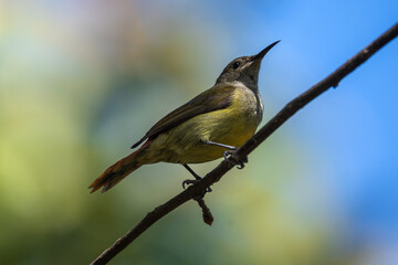 The fire-tailed sunbird (Aethopyga ignicauda) is a captivating species found primarily in the Himalayas.