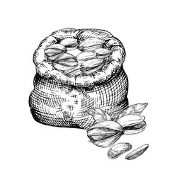 Pistachio nut in canvas bag graphic vector illustration set. Botanical drawing sketch stylized. Isolated. Hand drawn, suitable for food packaging design