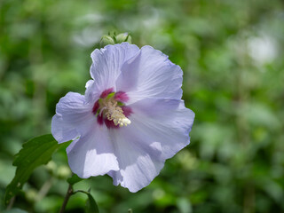 淡い紫のムクゲ