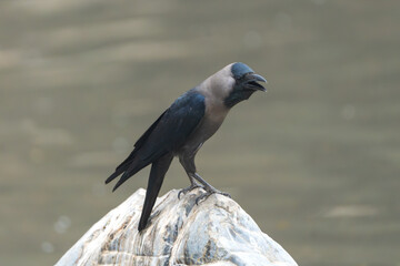 A House Crow also called a gray-necked crow is a common bird of the Crow family.