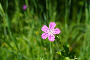 Close-up of a pink carnation flower among green grasses in a meadow in summer. The concept of using the gifts of nature to make healthy eco-friendly teas