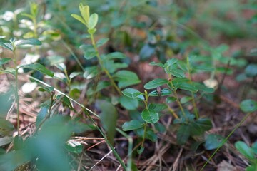 a blueberry bush is a berry plant in the forest on a path dotted with fallen spruce needles with a fly on a green leaf in close-up