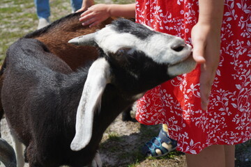 A girl's hands stroke a Nubian goat kid on the head on a farm during the summer holidays. The concept of keeping exotic animals and agrotourism