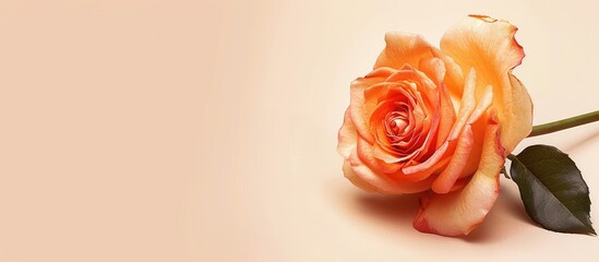 Graphic Design with copy space image showcasing a lovely orange rose.