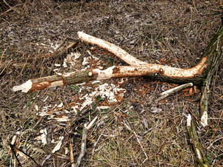 Castor fiber beaver european felling trees by biting gnawing teeth trunks eats tree bark and also builds dikes where stump fallen poplar trees on dike pond