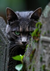 Intense stare of a mysterious black cat