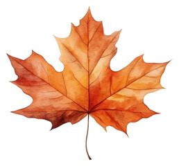 Obraz premium PNG Illustration of autumn leaf animal plant maple.