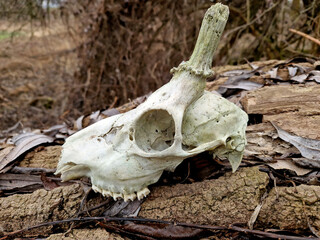 a deer skull in a field outside the city is a sign of a harsh winter. weaker animals starve to...