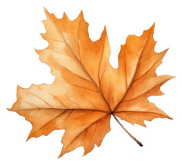 Naklejka premium PNG Illustration of autumn leaf plant tree maple leaf.