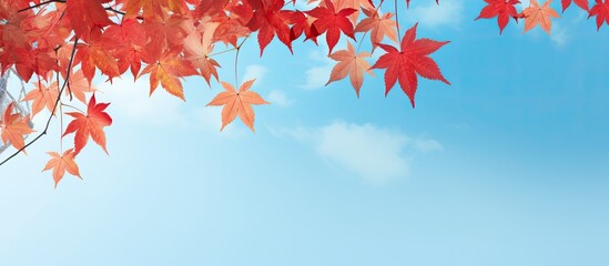 Autumn-themed banner with red maple leaves set against a blue sky; ideal for showcasing autumn landscapes with copy space image.