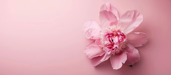 Delicate peony Isolated on pastel background Isolated. with copy space image. Place for adding text or design