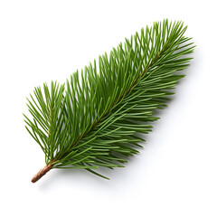 Fresh Green Fir Branch Isolated on a White Background