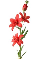 Three red lilies and one lily bud on a single green stem against a white background. © Henhen